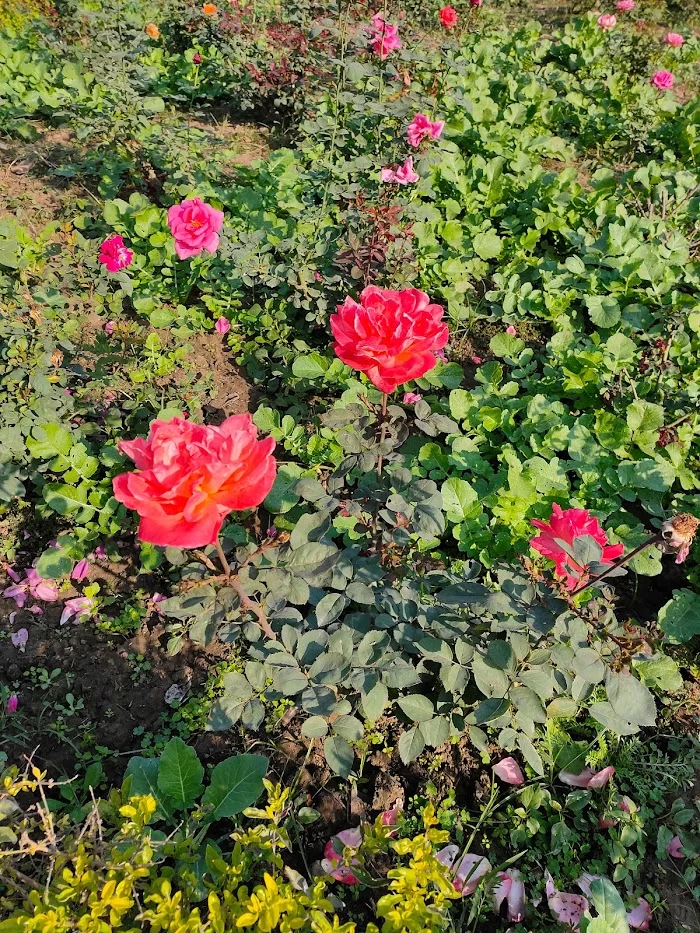 Neeti Bagh Park - 9