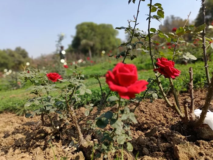 Nehru Park Delhi - 5