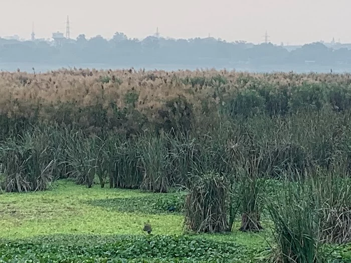 Okhla Bird Sanctuary - 3