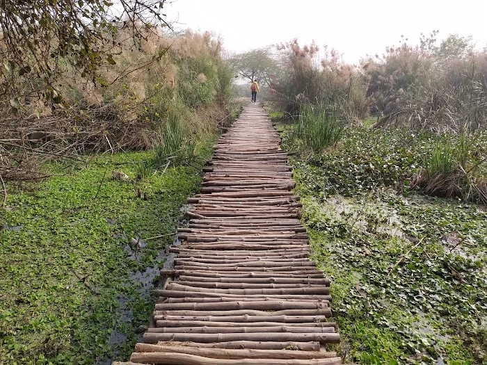 Okhla Bird Sanctuary - 7