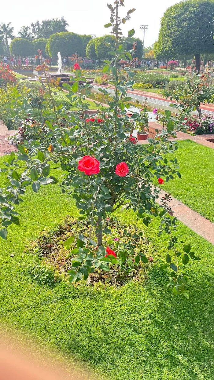 Bonsai Garden (Amrit udyan) - 9