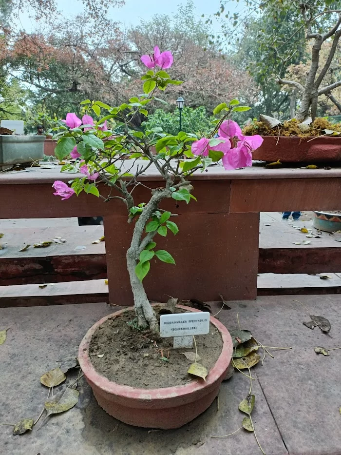 Bonsai Garden (Amrit udyan) - 5