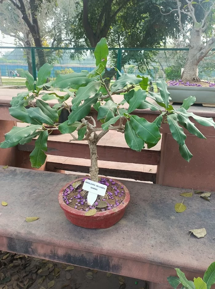 Bonsai Garden (Amrit udyan) - 6