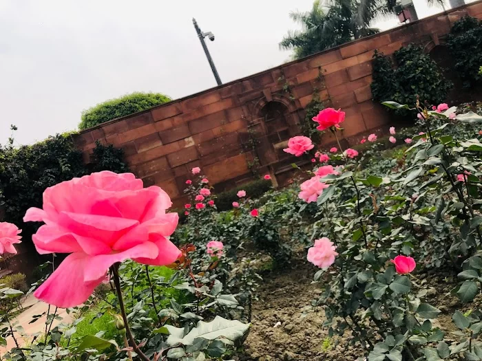 Rose Garden - 2