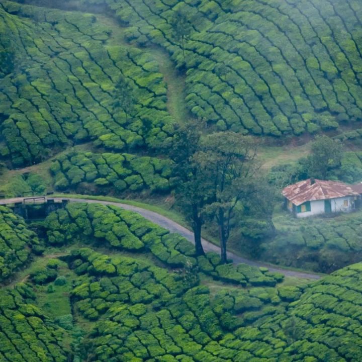 Best Time to Visit Kerala: Your Ultimate Seasonal Travel Guide