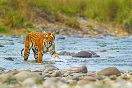 Discover Nature Reserves in India: Wildlife and Scenic Beauty