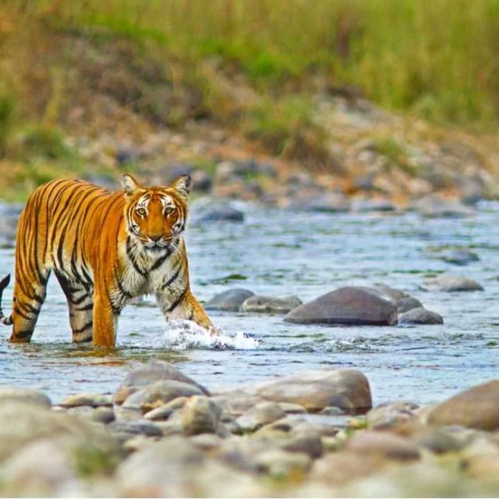 Discover Nature Reserves in India: Wildlife and Scenic Beauty