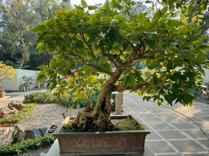 National Bonsai Park, Lodhi Garden - 1