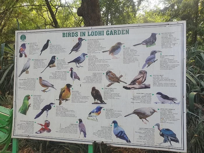 National Bonsai Park, Lodhi Garden - 3