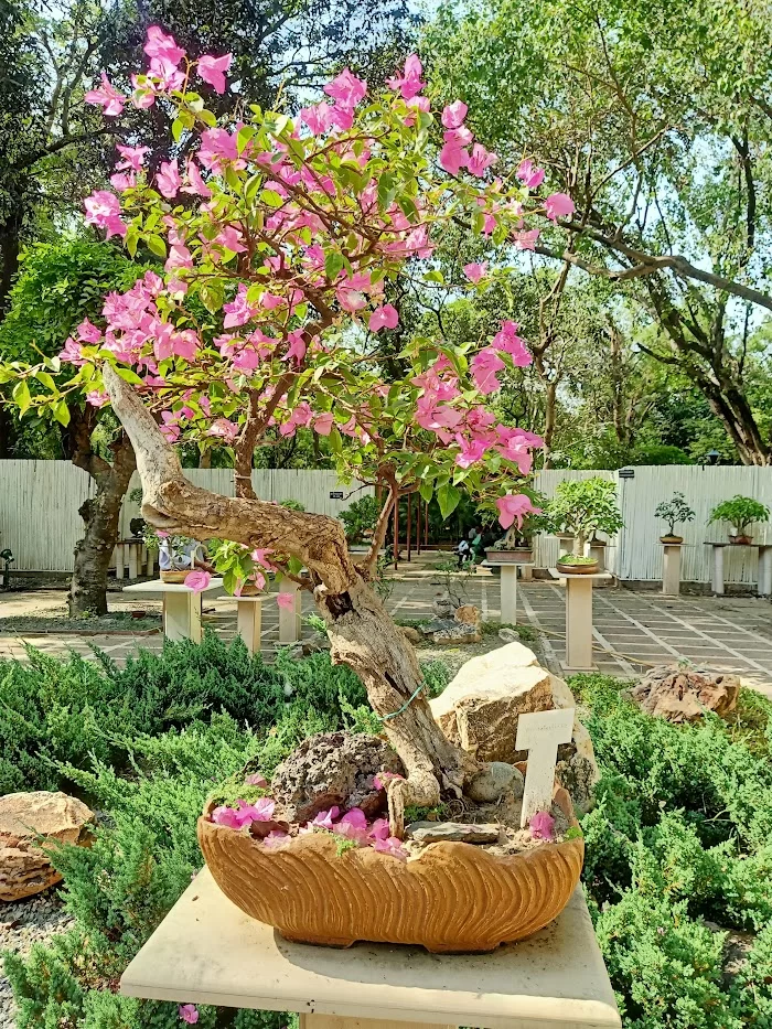 National Bonsai Park, Lodhi Garden - 4