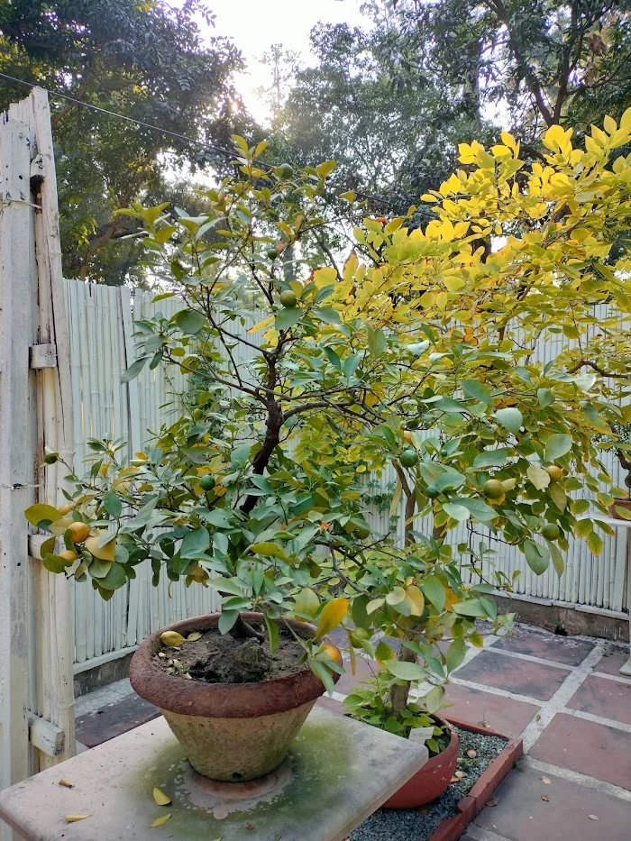 National Bonsai Park, Lodhi Garden - 9