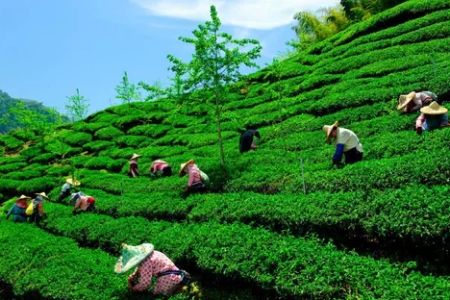 Exploring Indian Tea Culture: A Journey Through the Best Tea Plantations and Traditions