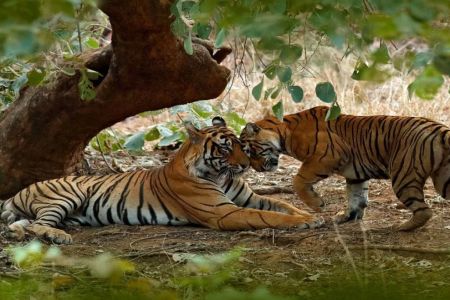 Jungle Safaris in India: Explore the Best Wildlife Adventures in India's National Parks
