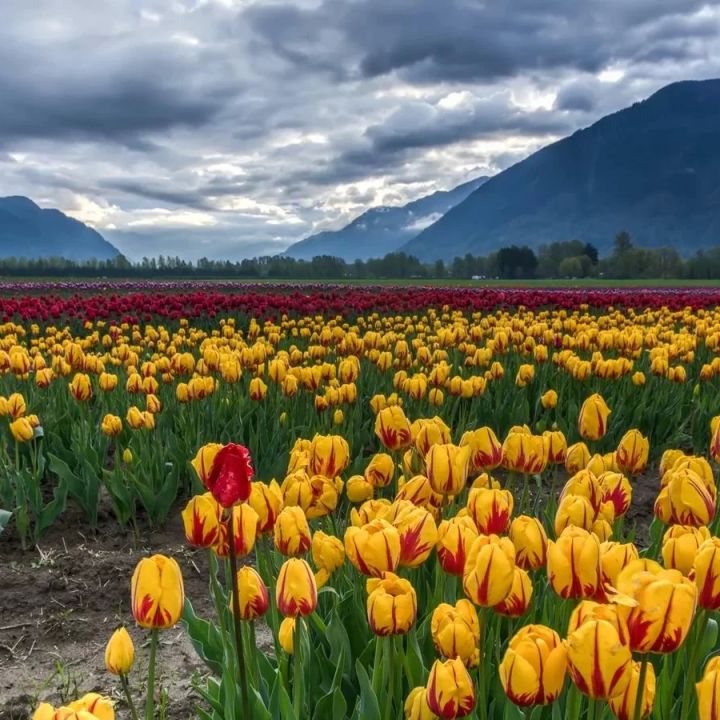 Most Beautiful Gardens in India to Visit for Nature Lovers