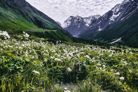 Most Beautiful National Parks in India to Visit: Explore the Wild Side of India