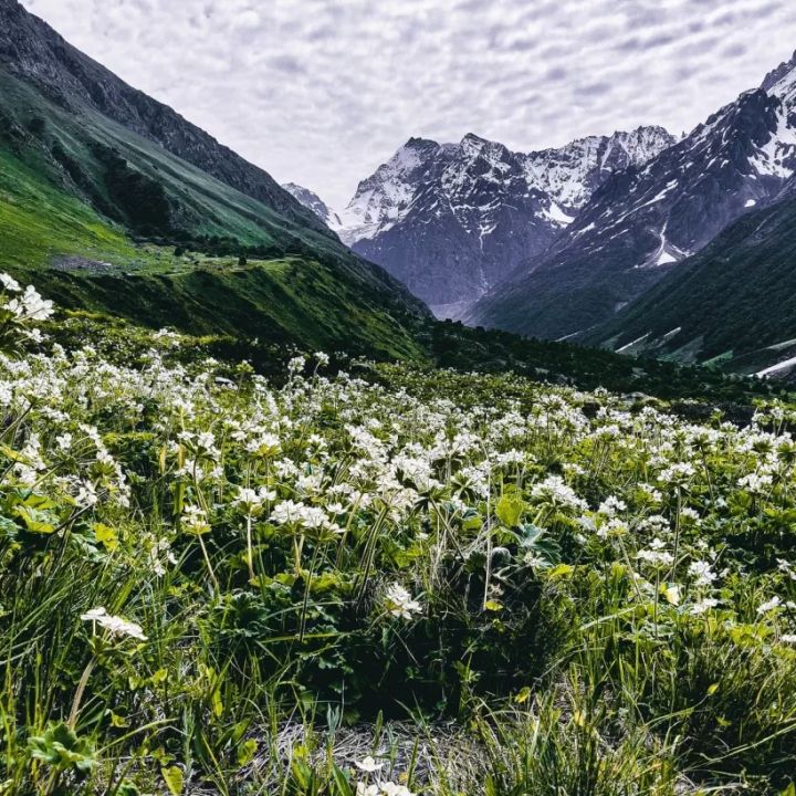 Most Beautiful National Parks in India to Visit: Explore the Wild Side of India