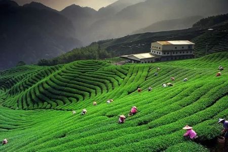 Best Tea Gardens in Darjeeling, India – Top Tea Plantations to Visit