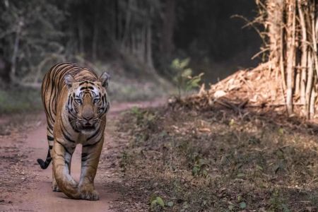 Top Tiger Reserves in India for Wildlife Safaris: Best Tiger Safari Tours