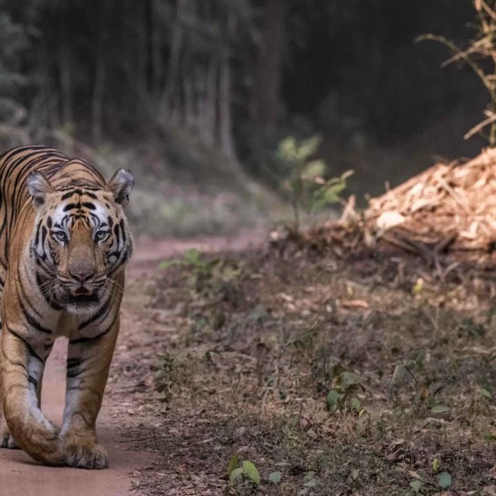 Top Tiger Reserves in India for Wildlife Safaris: Best Tiger Safari Tours