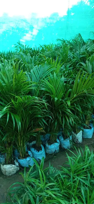 KGN Nursery - 2