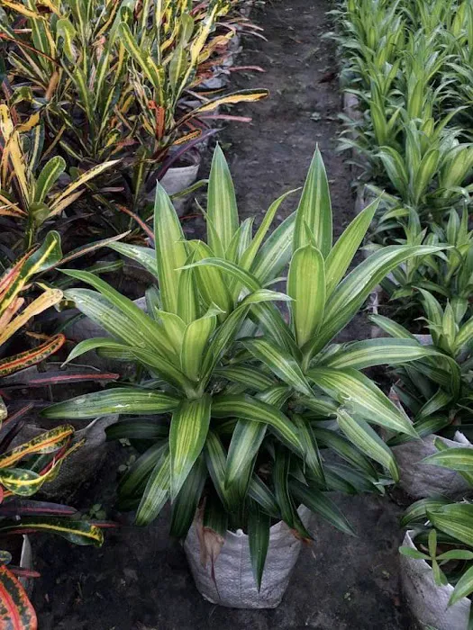 KGN Nursery - 8