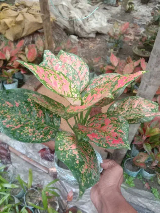 KGN Nursery - 1