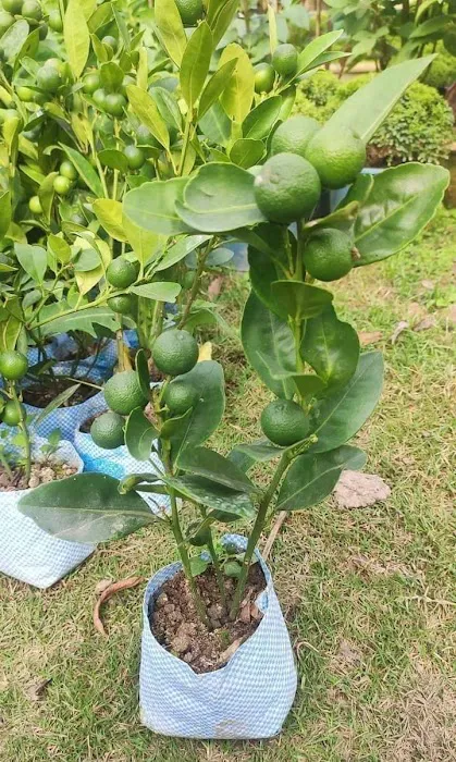 KGN Nursery - 7