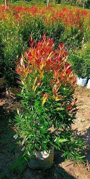 KGN Nursery - 6