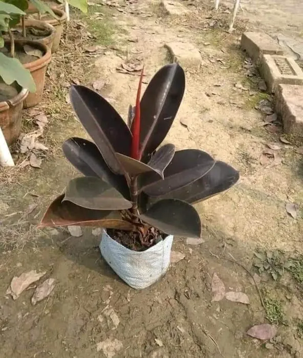 KGN Nursery - 3