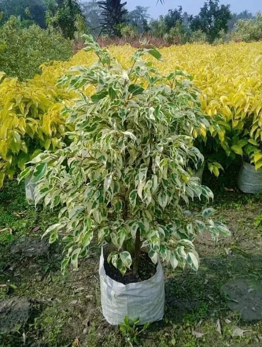 KGN Nursery - 5