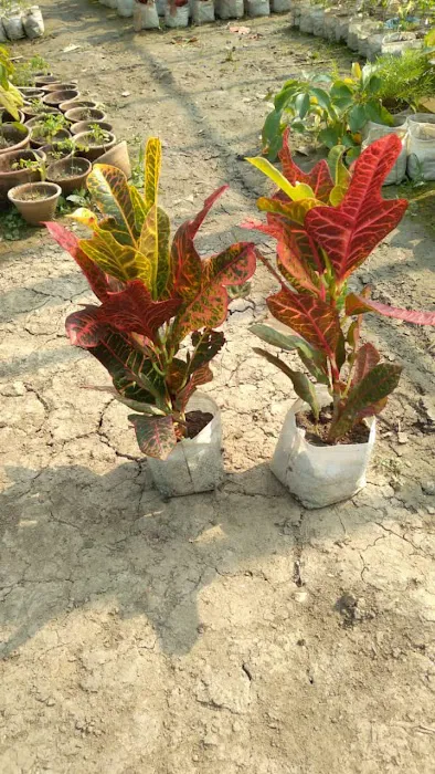 KGN Nursery - 9