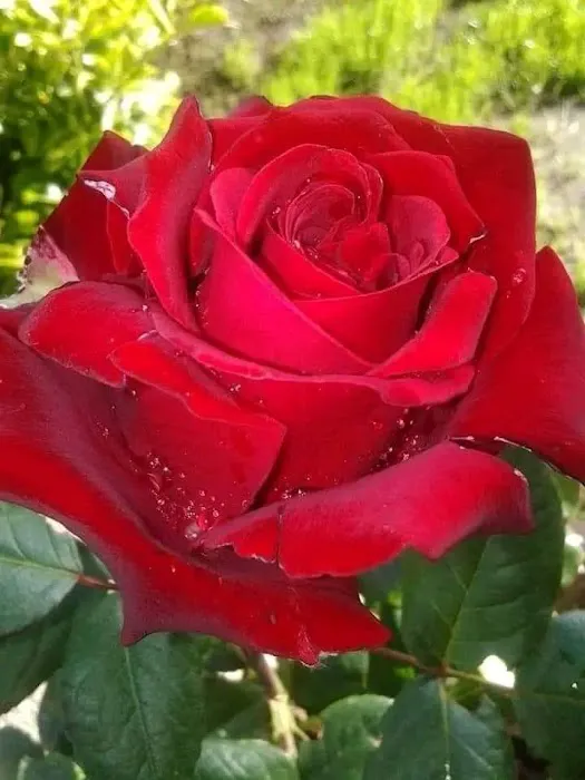 Flower Park - 4