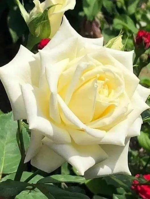 Flower Park - 7