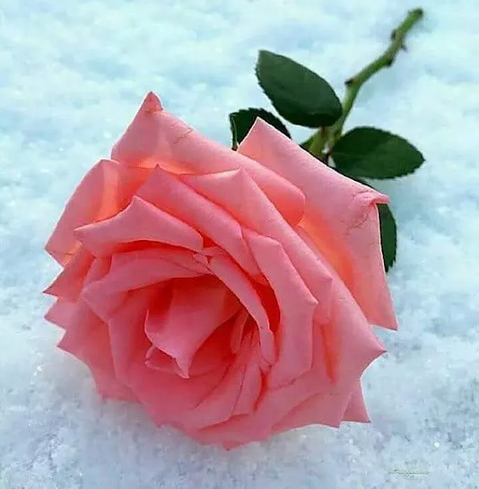Flower Park - 6