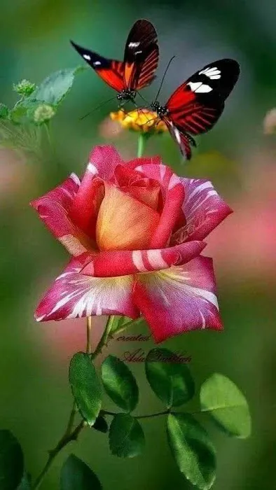 Flower Park - 1