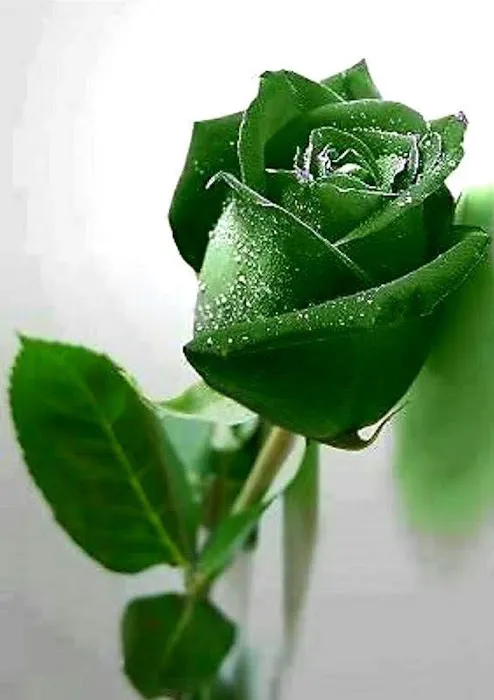 Flower Park - 9