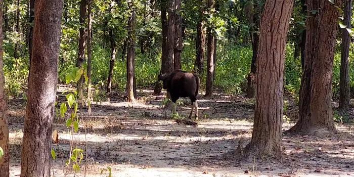 Ranthambore Safari Booking - 0