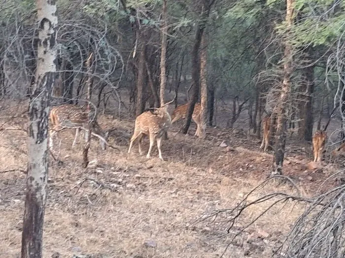 Ranthambore Safari Booking - 9