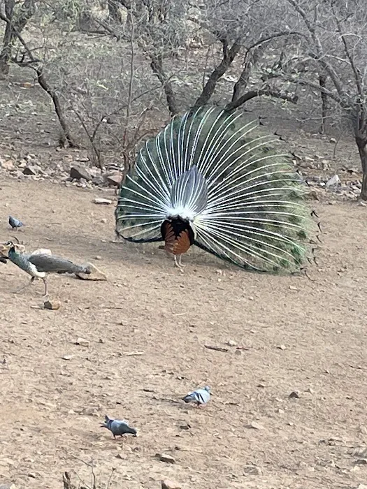 Ranthambore Safari Booking - 3