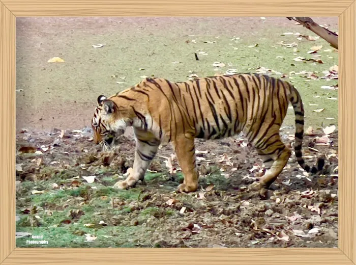 Ranthambore Safari Booking - 6