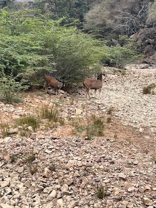 Ranthambore Safari Booking - 8