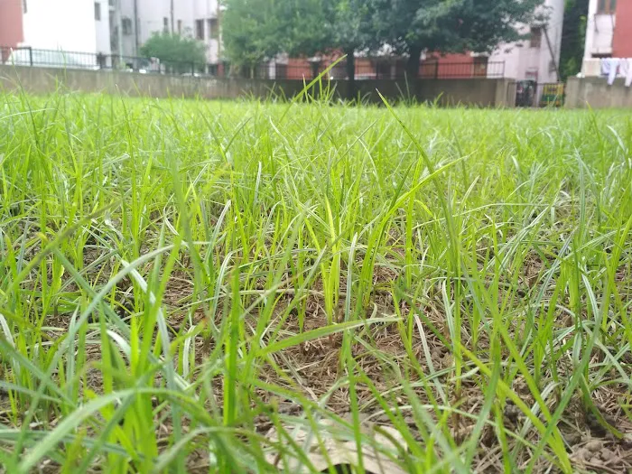 Duk Duk Park - 5