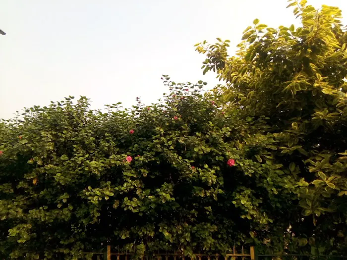 Jamun Wala Park - 9