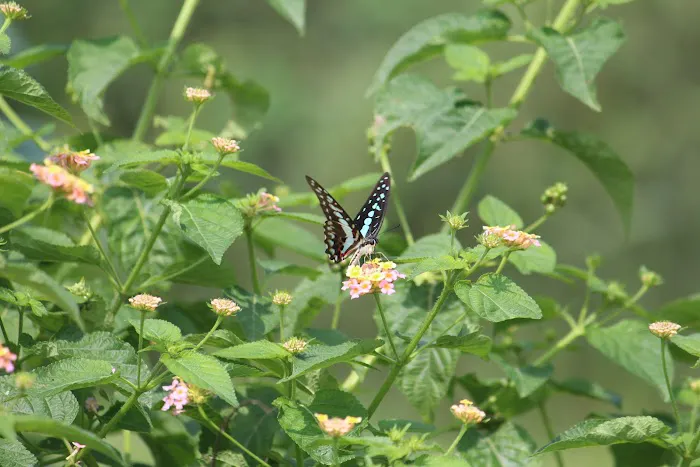 Kalindi Biodiversity Park (DDA) - 2