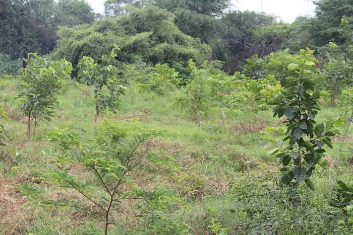 Kalindi Biodiversity Park (DDA) - 0