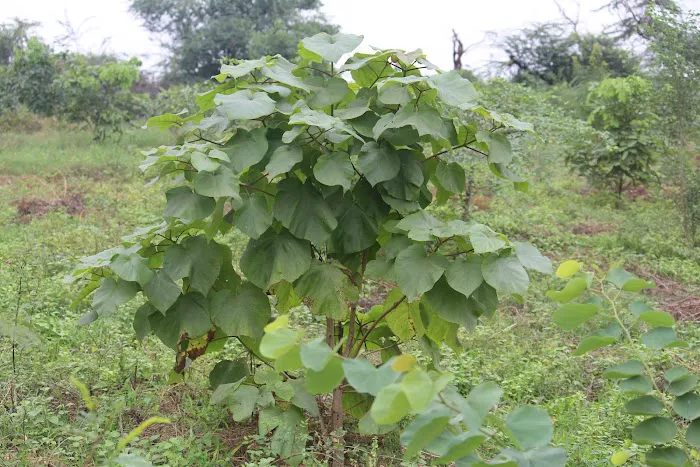 Kalindi Biodiversity Park (DDA) - 3