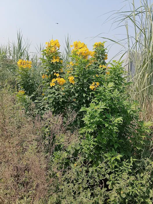 Kalindi Biodiversity Park (DDA) - 7