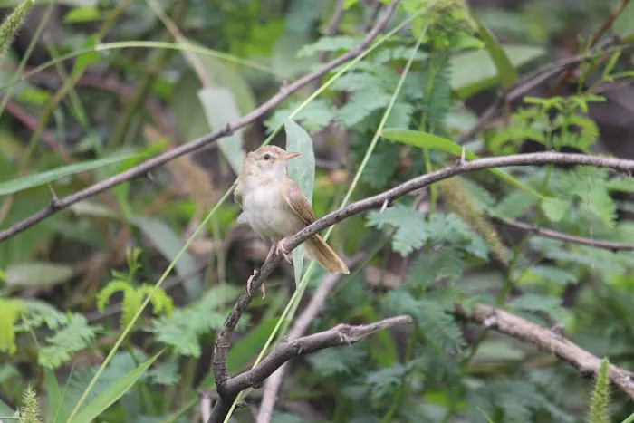 Kalindi Biodiversity Park (DDA) - 6