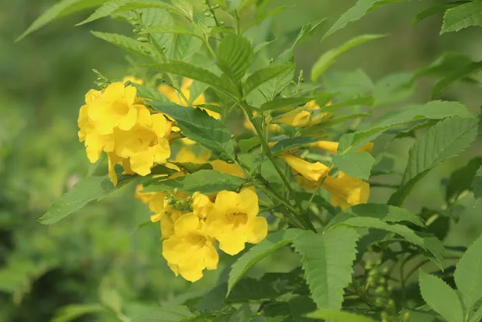 Kalindi Biodiversity Park (DDA) - 8