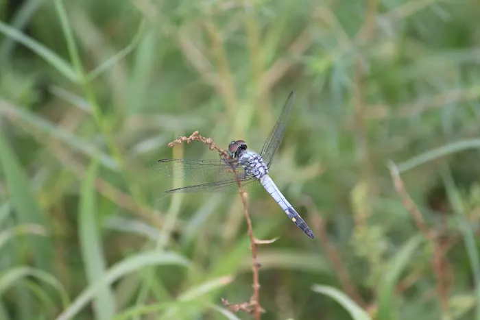 Kalindi Biodiversity Park (DDA) - 9